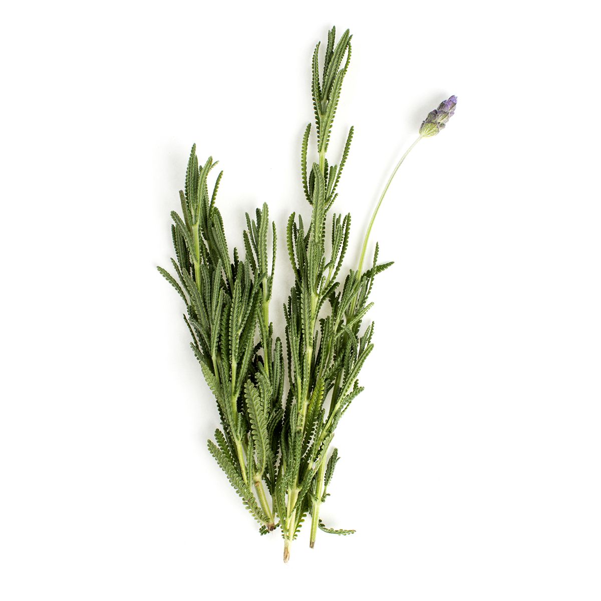 Wholesale BoxNCase Lavender- Bulk