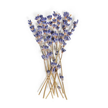 Koppert Cress Dried French Lavender