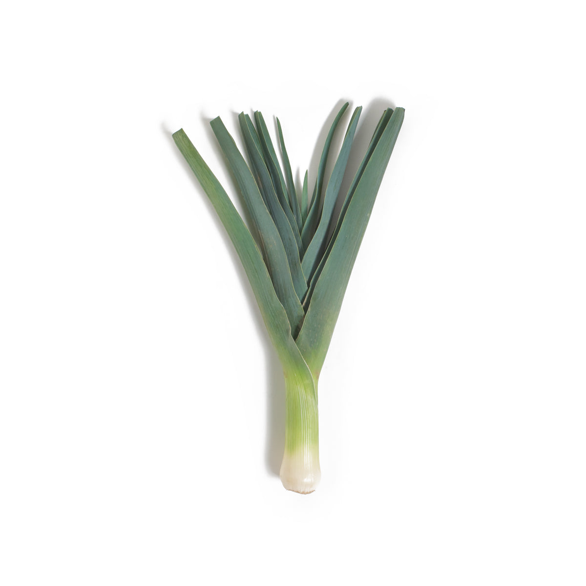 Wholesale BoxNCase Leeks- Bulk