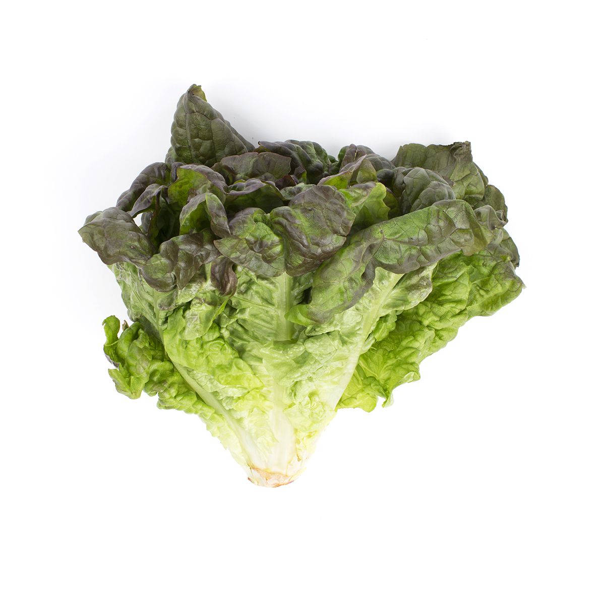 Wholesale BoxNCase Red Leaf Lettuce- Bulk