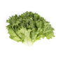 Wholesale BoxNCase Green Leaf Lettuce- Bulk
