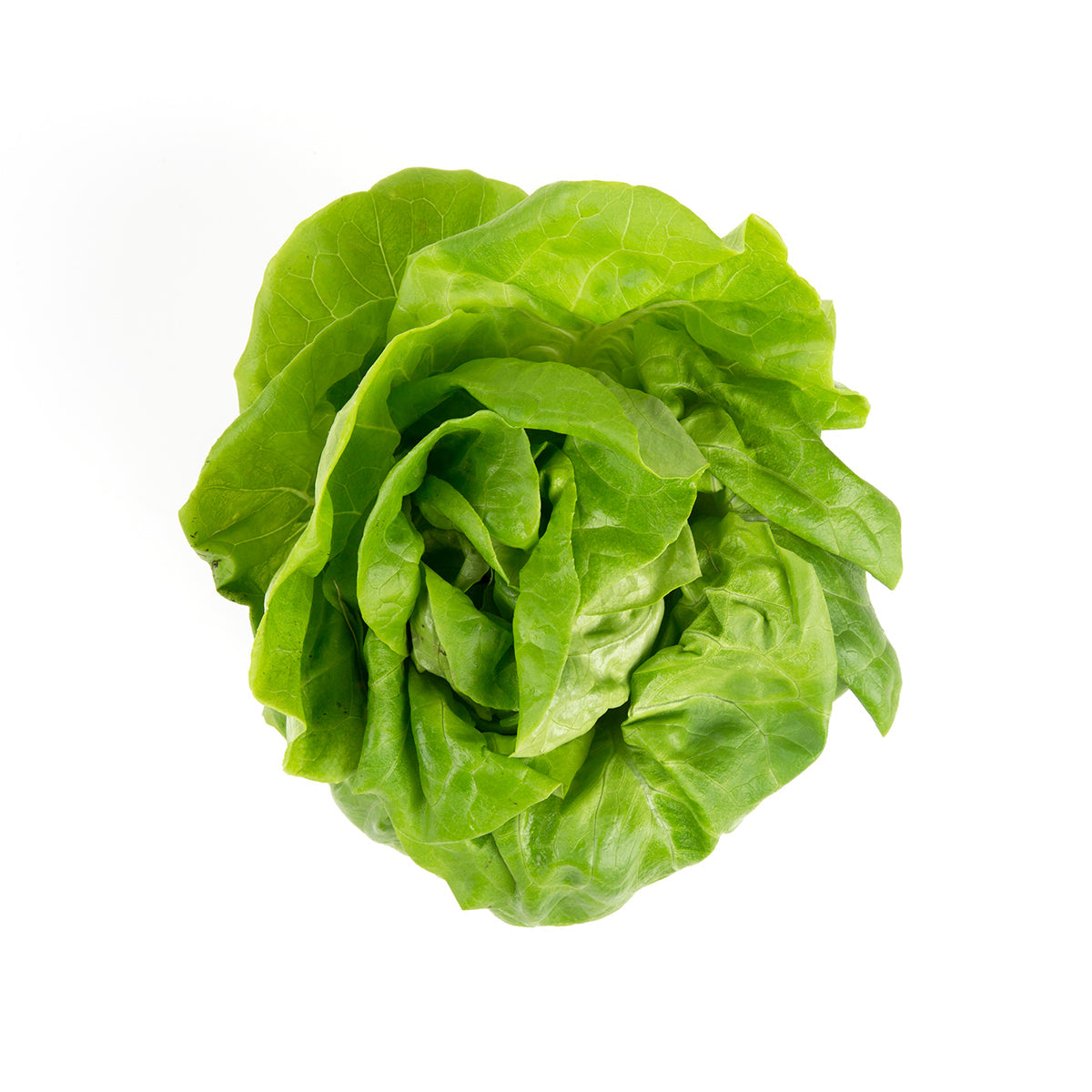 BoxNCase Hydro Boston Lettuce