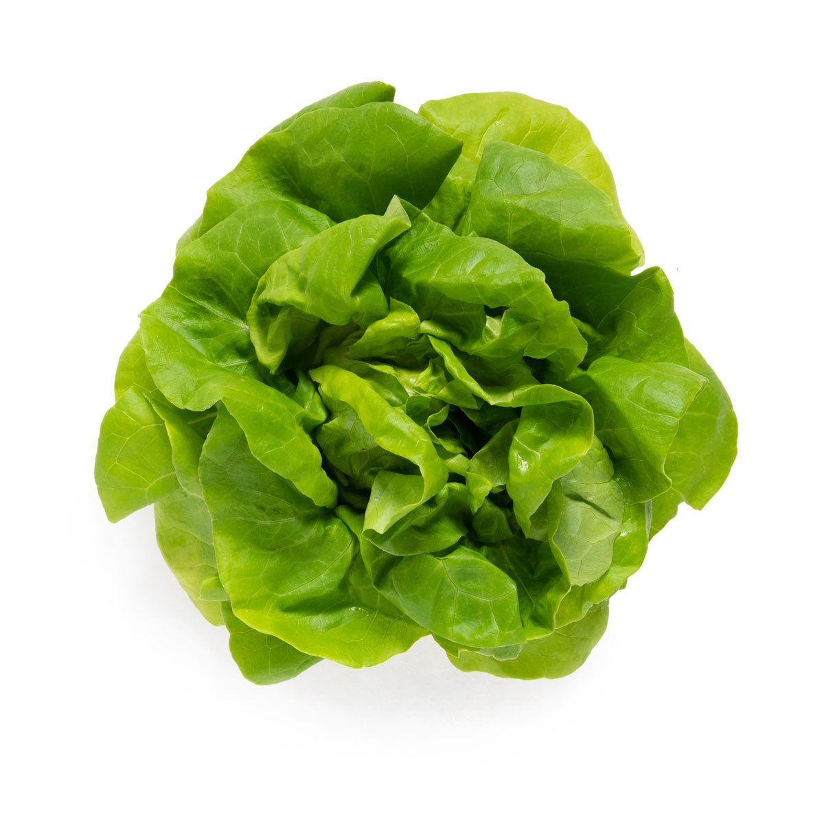 Wholesale BoxNCase Hydro Boston Lettuce-12 CT Bulk