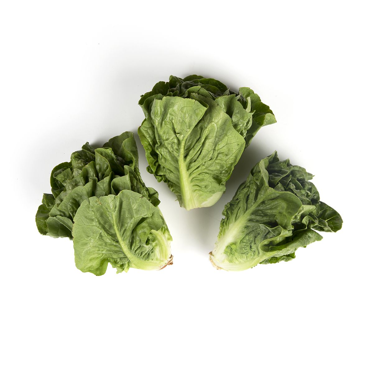 Wholesale Tanimura & Antle Little Gem Lettuce-24 CT Bulk
