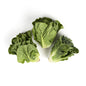 Wholesale Tanimura & Antle Little Gem Lettuce-24 CT Bulk