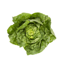 Wholesale BoxNCase Boston Lettuce-24 CT Bulk