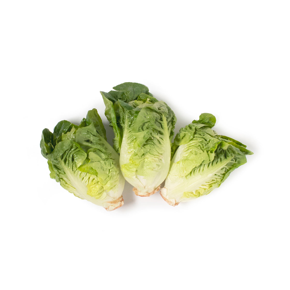 Wholesale D'Arrigo Andy Boy Little Gem Lettuce- Bulk