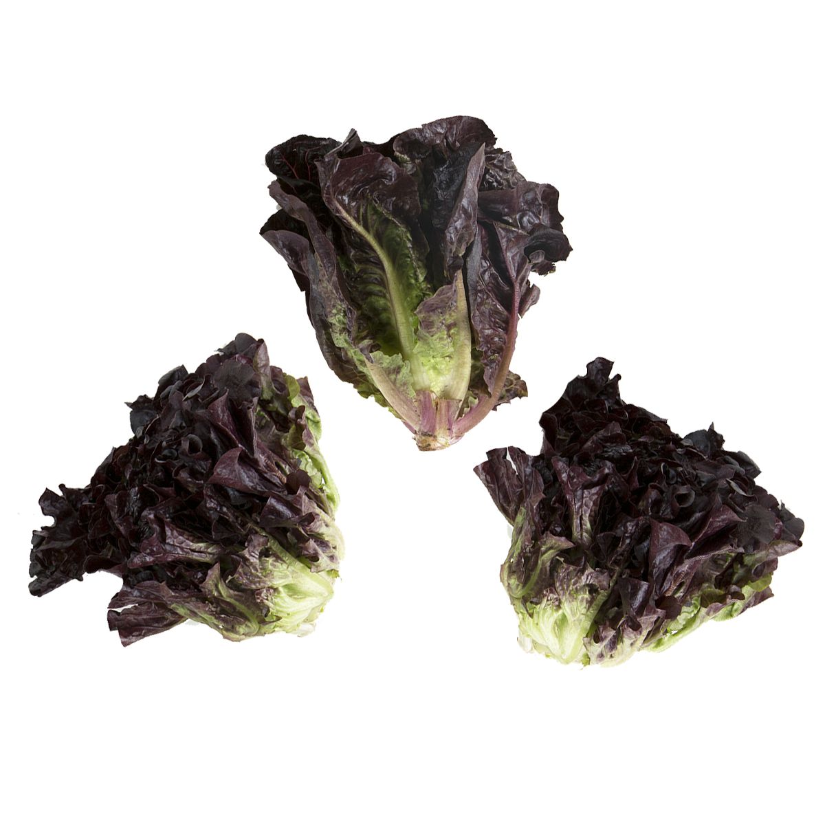 Wholesale Tanimura & Antle Little Red Gem Lettuce-16 CT Bulk