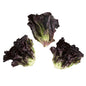 Wholesale Tanimura & Antle Little Red Gem Lettuce- Bulk