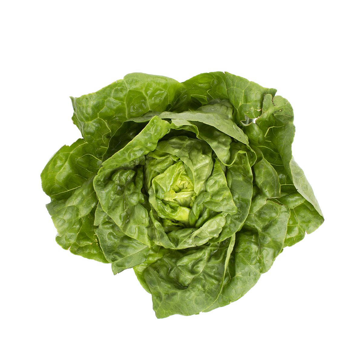 Wholesale D'Arrigo Andy Boy Boston Lettuce-24 CT Bulk