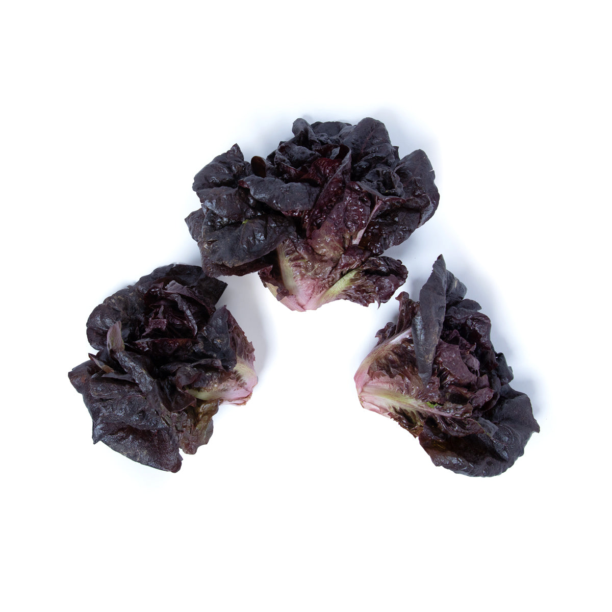 Wholesale Babe Farms Pink Rhone Lettuce- Bulk