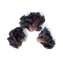 Wholesale Babe Farms Pink Rhone Lettuce- Bulk