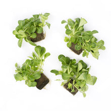 Wholesale BoxNCase Hydro Mache- Bulk