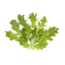 Wholesale BoxNCase Mizuna- Bulk