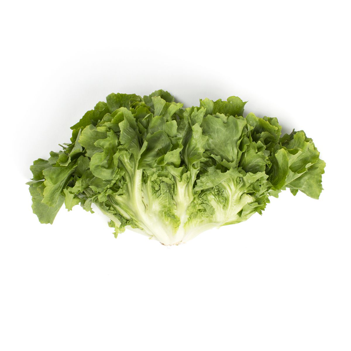 Wholesale BoxNCase Escarole- Bulk
