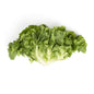 Wholesale BoxNCase Escarole- Bulk