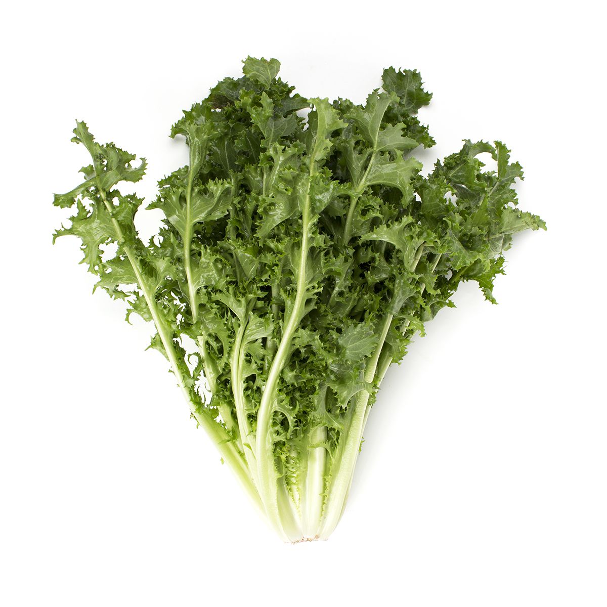 Wholesale BoxNCase Chicory Bushel- Bulk