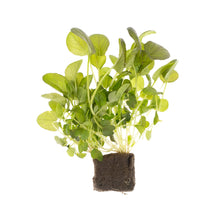 Wholesale Lakeville Living Red Tatsoi- Bulk