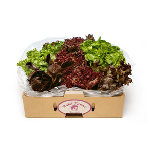 Wholesale BoxNCase Baby Lettuce Mix-2 LB Bulk