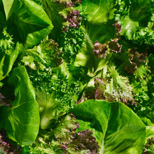 Wholesale Gotham Greens Gourmet Spring Mix- Bulk
