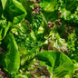 Wholesale Gotham Greens Gourmet Spring Mix- Bulk