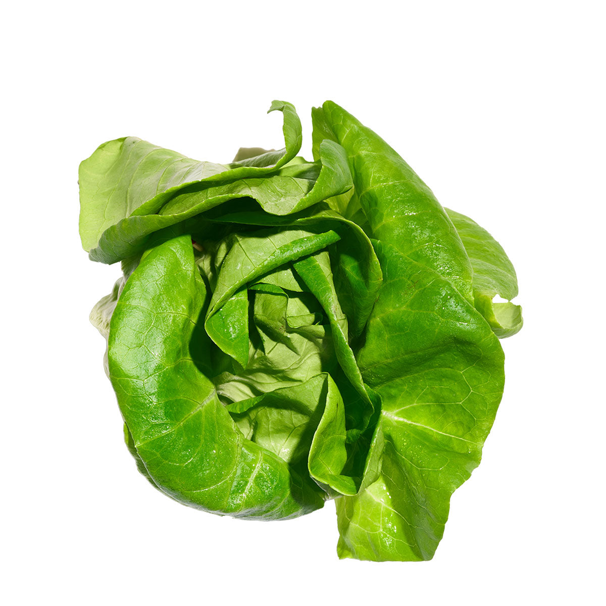 Wholesale Gotham Greens Butterhead Lettuce- Bulk