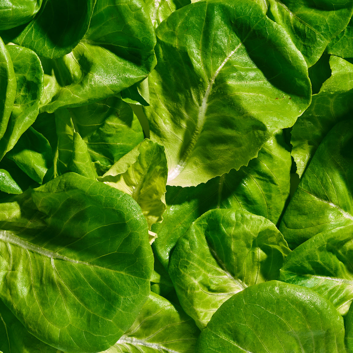 Gotham Greens Butterhead Lettuce