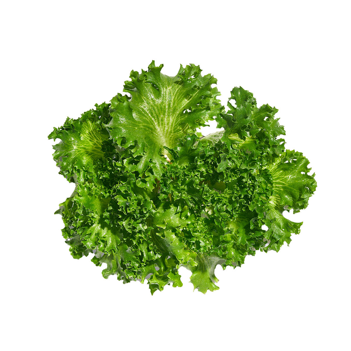 Wholesale Gotham Greens Crispy Green Leaf Lettuce- Bulk