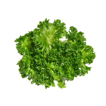 Wholesale Gotham Greens Crispy Green Leaf Lettuce- Bulk