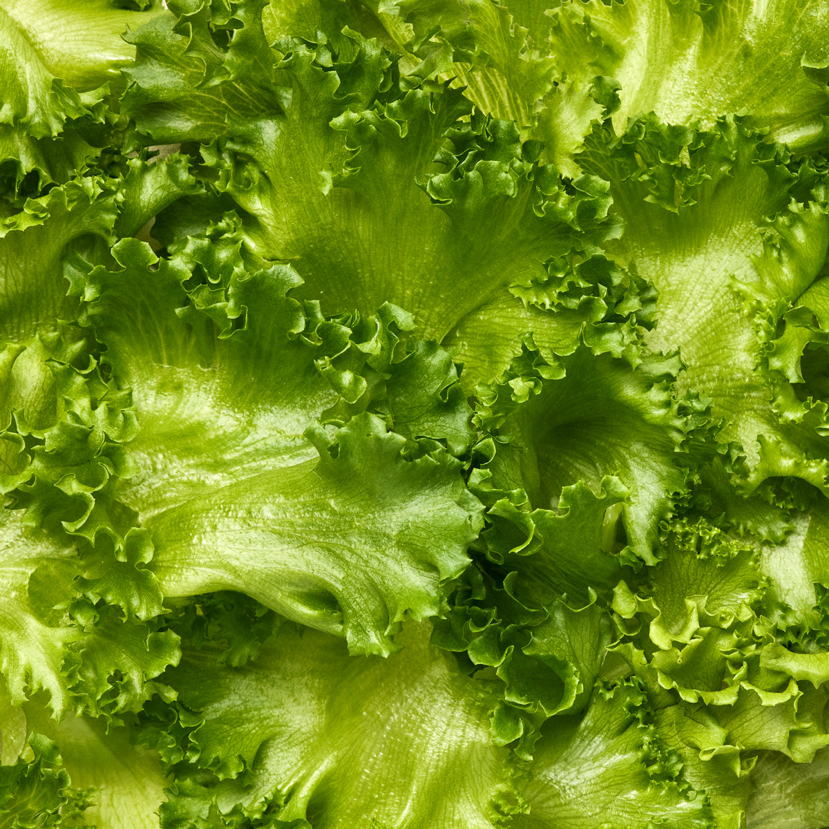 Gotham Greens Crispy Green Leaf Lettuce 2.5 lb