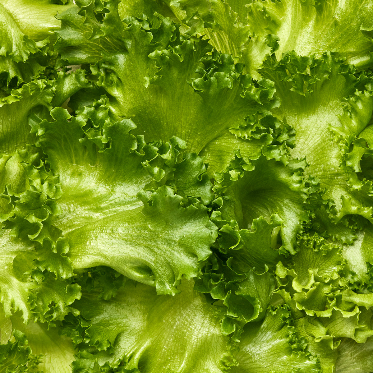 Wholesale Gotham Greens Crispy Green Leaf Lettuce- Bulk