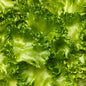 Wholesale Gotham Greens Crispy Green Leaf Lettuce- Bulk