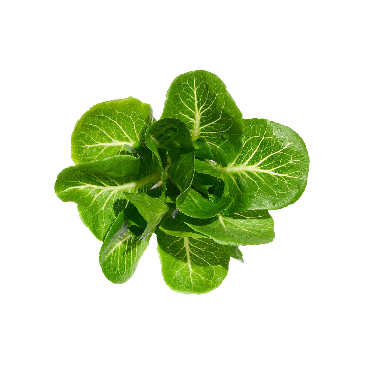 Wholesale Gotham Greens Greenhouse Romaine- Bulk