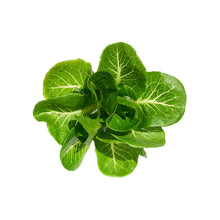 Wholesale Gotham Greens Greenhouse Romaine- Bulk