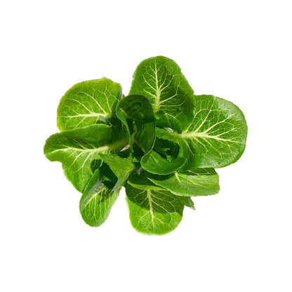 Wholesale Gotham Greens Greenhouse Romaine- Bulk
