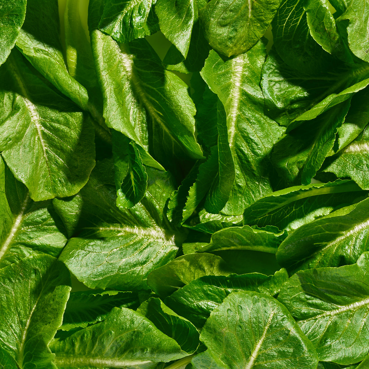 Wholesale Gotham Greens Greenhouse Romaine- Bulk