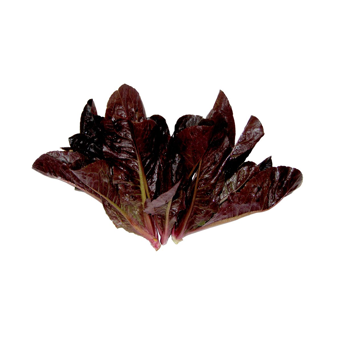Wholesale BoxNCase Baby Red Romaine- Bulk