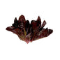 Wholesale BoxNCase Baby Red Romaine- Bulk