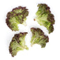 Wholesale BoxNCase Baby Lolla Rosa Lettuce- Bulk