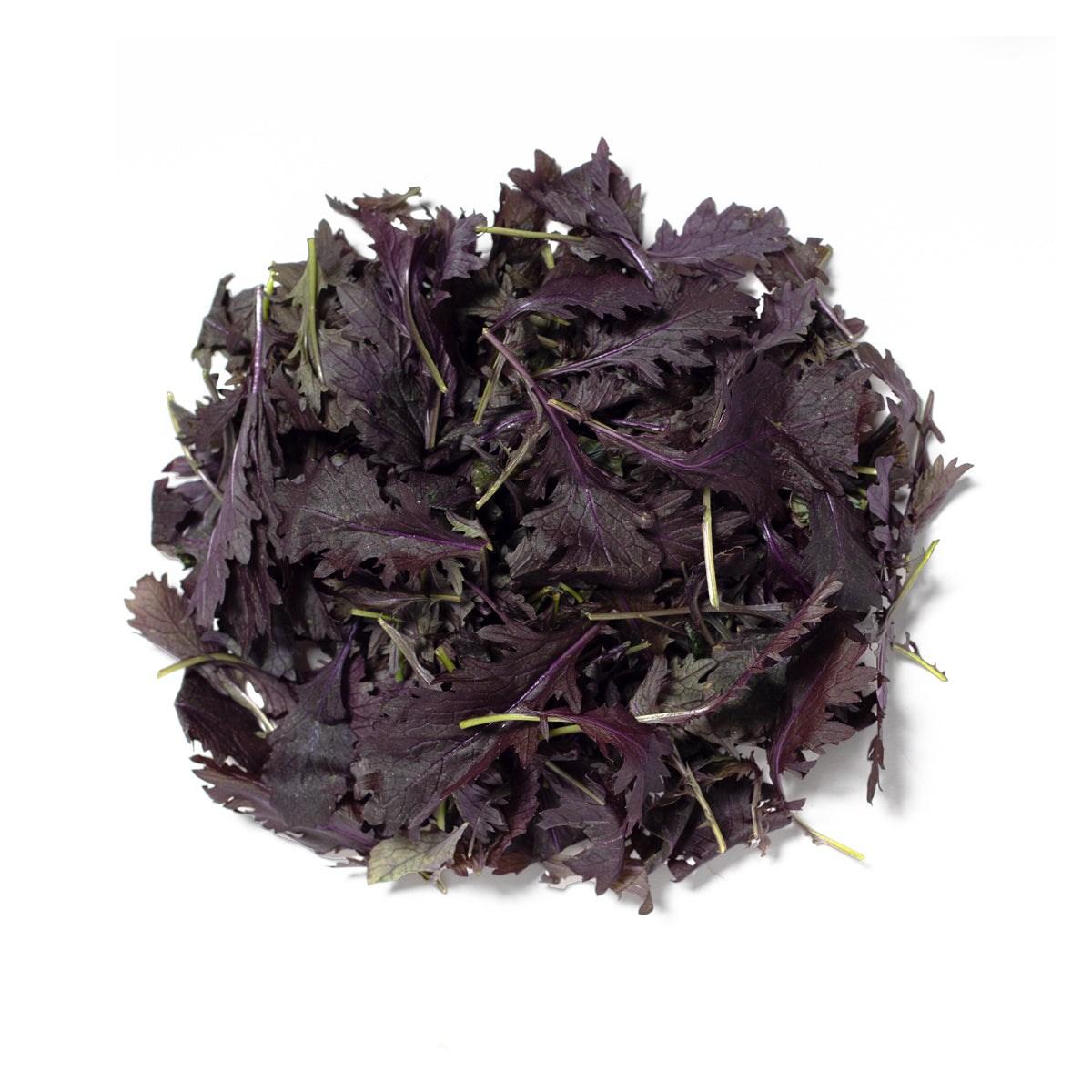 Wholesale Girl & Dug Farm KinderGreens® Ruby Mustard- Bulk