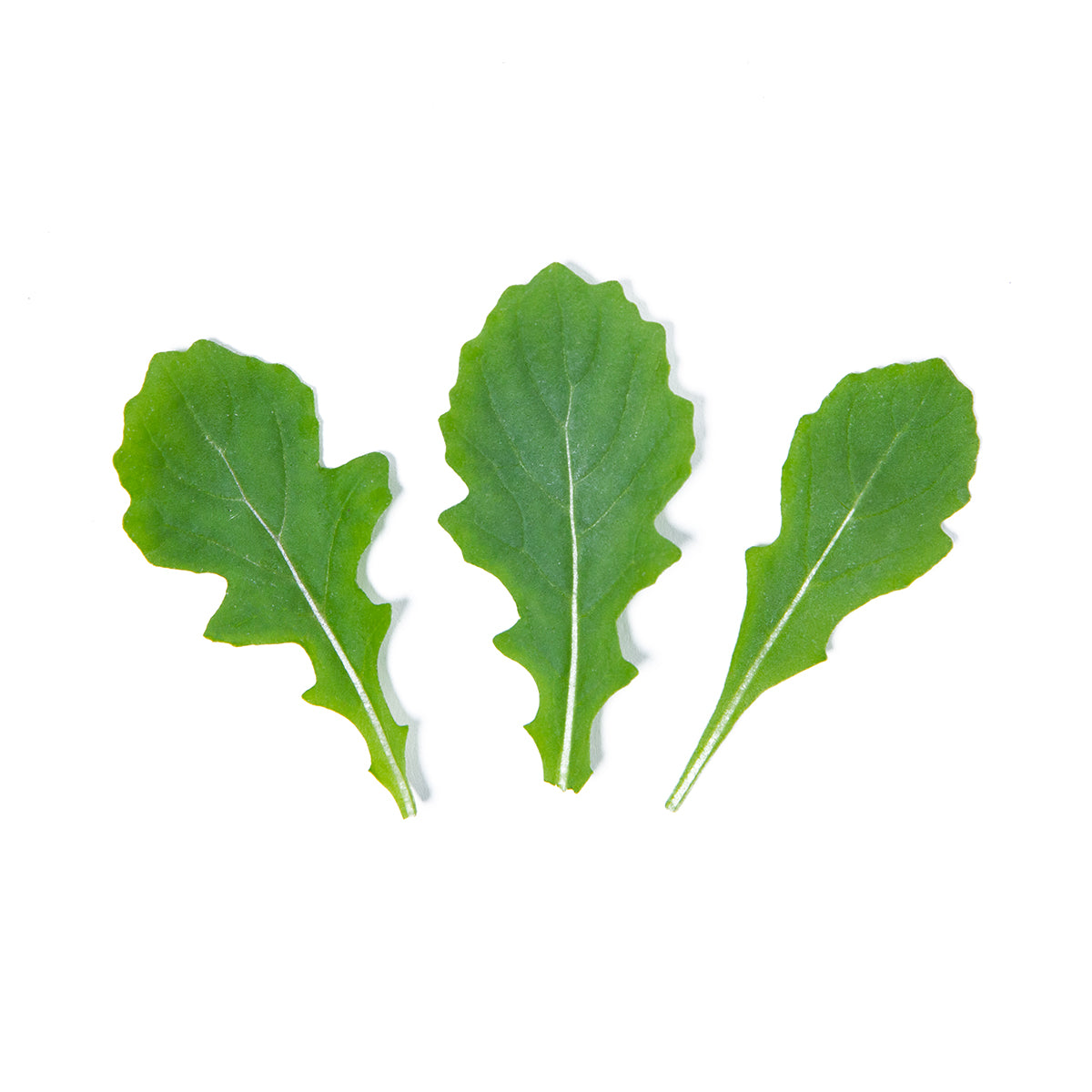 Wholesale Girl & Dug Farm KinderGreens® Wasabula-5 OZ Bulk