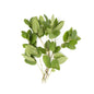 Wholesale BoxNCase Lemon Leaves- Bulk
