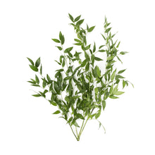 BoxNCase Decorative Ruscus Leaves