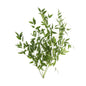 BoxNCase Decorative Ruscus Leaves