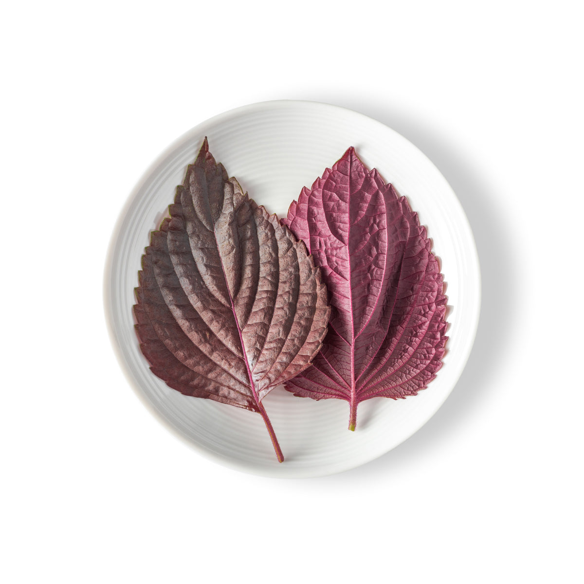Wholesale Fresh Origins Red Shiso Oba Leaves- Bulk