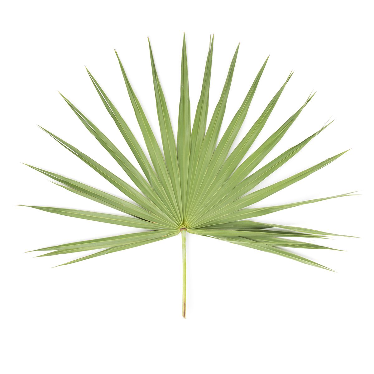 BoxNCase Palm Leaves