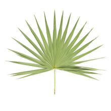 Wholesale BoxNCase Palm Leaves- Bulk