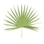 Wholesale BoxNCase Palm Leaves- Bulk