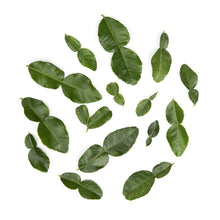 Wholesale BoxNCase Makrut Lime Leaves- Bulk