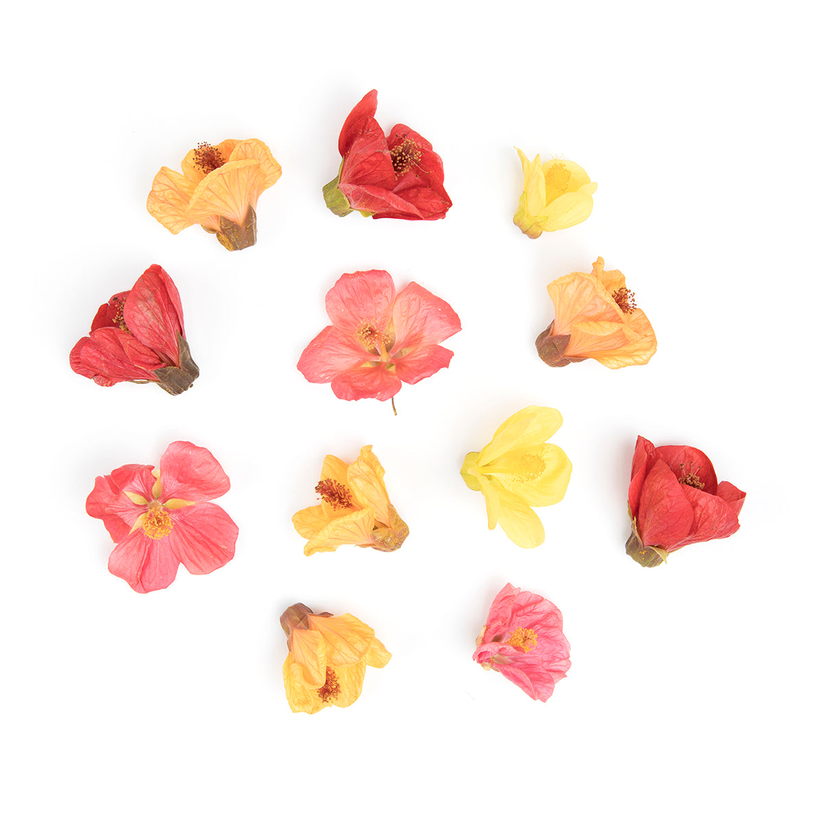 Wholesale Fresh Origins Hibiscus Flowers- Bulk